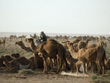 Camels and a Rider in the Desert
