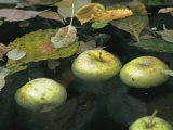 Four Green Apples Floating in a Pond in the English Walled Garden