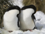 Pair of Macaroni Penguins Sleeping