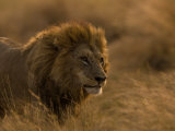 Male African Lion  Panthera Leo  in Golden Grasslands