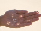 Little "Doves" from Inside a Sand Dollar  or Sea Star  in the Palm of a Hand