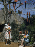 Parrots Perch in Tree Branches and on Arms and Shoulders of Visitors