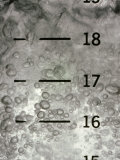 Close View of a Chemical in a Glass Beaker with Measurements