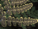 Underside of the Fern  Pentagramma Triangularis  or Goldback Fern