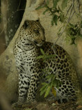 Leopard (Panthera Pardus) Sits in the Woods