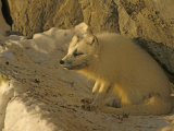 Arctic Fox (Alopex Lagopus) Hunts Kittiwake Gulls Below a Rookery