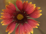 Dew Rests on a Blooming Flower