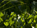 Bittern Pokes it's Head Above Greenery