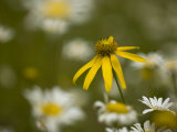 Yellow Sneezeweed Flower Stands Out Among a Field of Daisies
