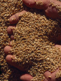 Handful of Wheat Grains