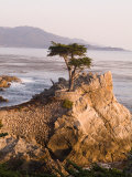 Cypress Tree Along the 17-Mile Drive Outside of Carmel in Monterey County