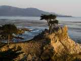 Cypress Tree Along the 17-Mile Drive Outside of Carmel in Monterey County