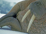 Walrus (Odobenus Rosmarus) on an Ice Floe in Bellsund Fjord