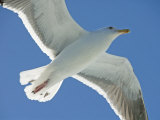 Close View of a Flying Seagull from Below  Backlit by the Sun
