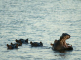 Hippos Float in the Zambezi River in Zambia