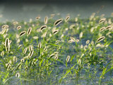 Close Shot of Backlit Grasses in Provence  France
