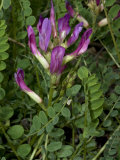 Astragalus Onobrychis  a Kind of Vetch