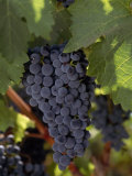 Beautiful Cluster of Grapes Still on the Vine