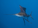 Sailfish with Raised Dorsal Fins and Changeable Colors Flashing