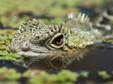 Eastern Water Dragon Sitting Submerged in Swamp Waiting for Prey