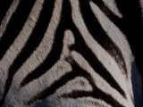 Close Up of the Fur of a Burchell's Zebra