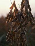 Drying Soybean Pods on the Bush at Twilight