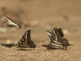 Swallowtail Butterflies Drinking Water on a Road in the Forest