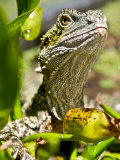 Eastern Water Dragon Sitting in Swamp Waiting for Prey