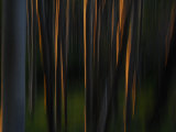 Sunlight on Aspen Tree Trunks