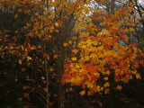 Maple Tree with Autumn Colored Leaves in a Foggy  Rainy Forest