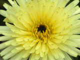 Yellow Flower of Urospermum Dalechampii  a 