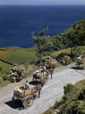 Mules Pull Carts Laden with Produce on Coastal Road Overlooking Ocean