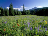 Meadow of Wildflowers Below Lone Mountain