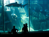 Visitors See Sharks and Other Native Species at Cape Town's Aquarium