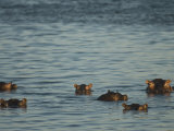 Hippos Float in the Zambezi River in Zambia