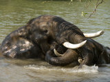 Elephants Bathe and Wrestle in the Waters of the Zambezi River