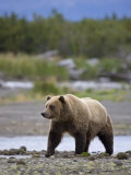 Brown Bear at Katmai National Park  Alaska