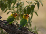 Pair of Fischer's Lovebirds  Agapornis Fischeri  Perched in a Tree