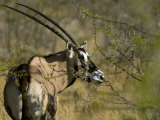 Gemsbok  Oryx Gazella  at Etosha National Park