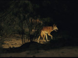 Dingo Licking its Lips after Drinking from a Water Hole