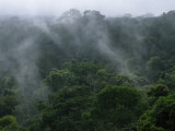 Fog Rises from the Treetops in Peru's Rain Forest