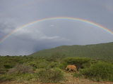 Lone Elephant Walking under a Rainbow in Samburu National Reserve