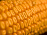 Magnification of an Ear of Corn