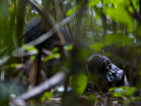 Male Lowland Gorilla Resting During the Hottest Part of the Day