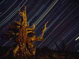 Time Exposure of Night Sky and Bristlecone Pine Tree