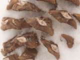 Magnification of a Pine Cone with Crevices Filled with Snow