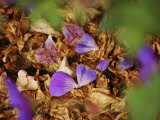 Close of Of Fresh and Dead Flowers and Leaves