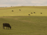 Cattle Grazing on the Hills Near Killdeer  North Dakota