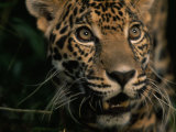 Portrait of a Jaguar