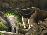 Captive Tropical Giant Anteaters (Myrmecophaga Tridactyla)